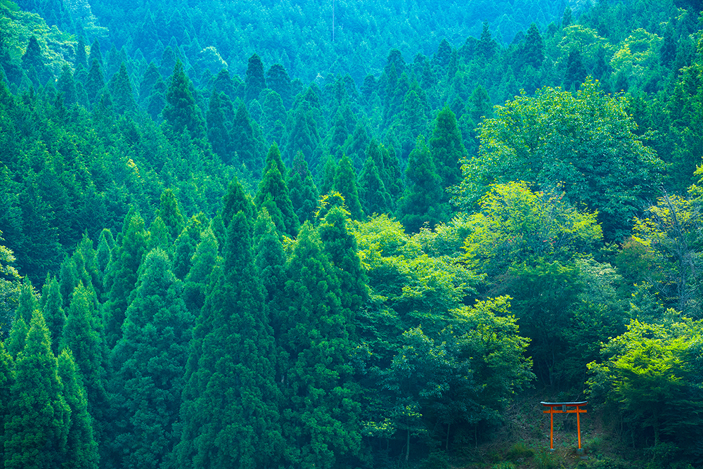 森の京都 京都の 森 総合案内サイト
