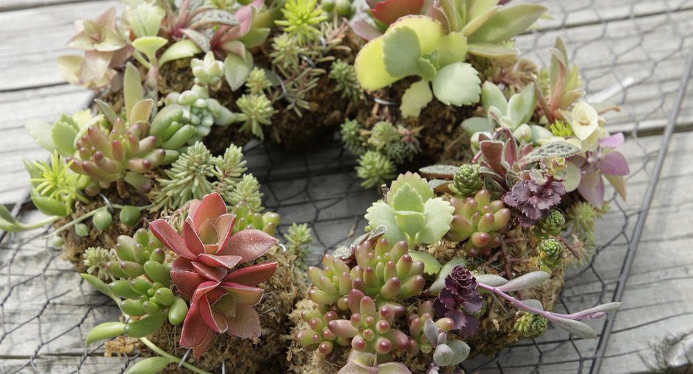 自分のお庭も美しく 季節の花の寄せ植え体験 森の京都 京都の 森 総合案内サイト