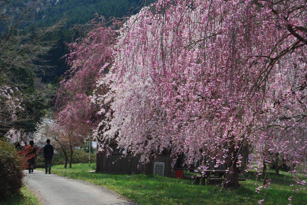 長谷運動公園の桜