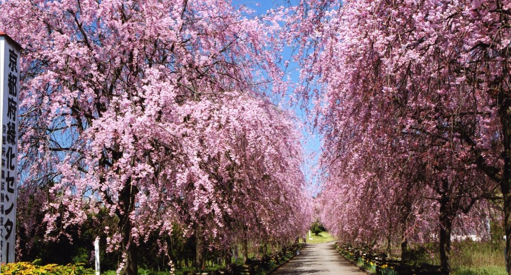 しだれ桜の夕べ 森の京都 京都の 森 総合案内サイト