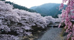 七谷川（和らぎの道）の桜