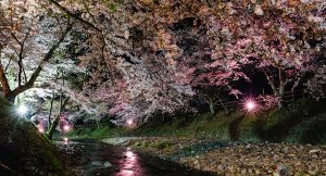 七谷川（和らぎの道）の桜
