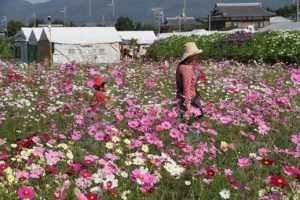 京都丹波 亀岡 夢コスモス園 おでかけ検索 森の京都 京都の 森 総合案内サイト