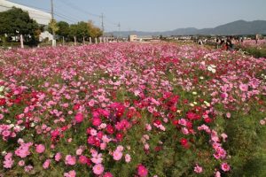 京都丹波 亀岡 夢コスモス園 おでかけ検索 森の京都 京都の 森 総合案内サイト