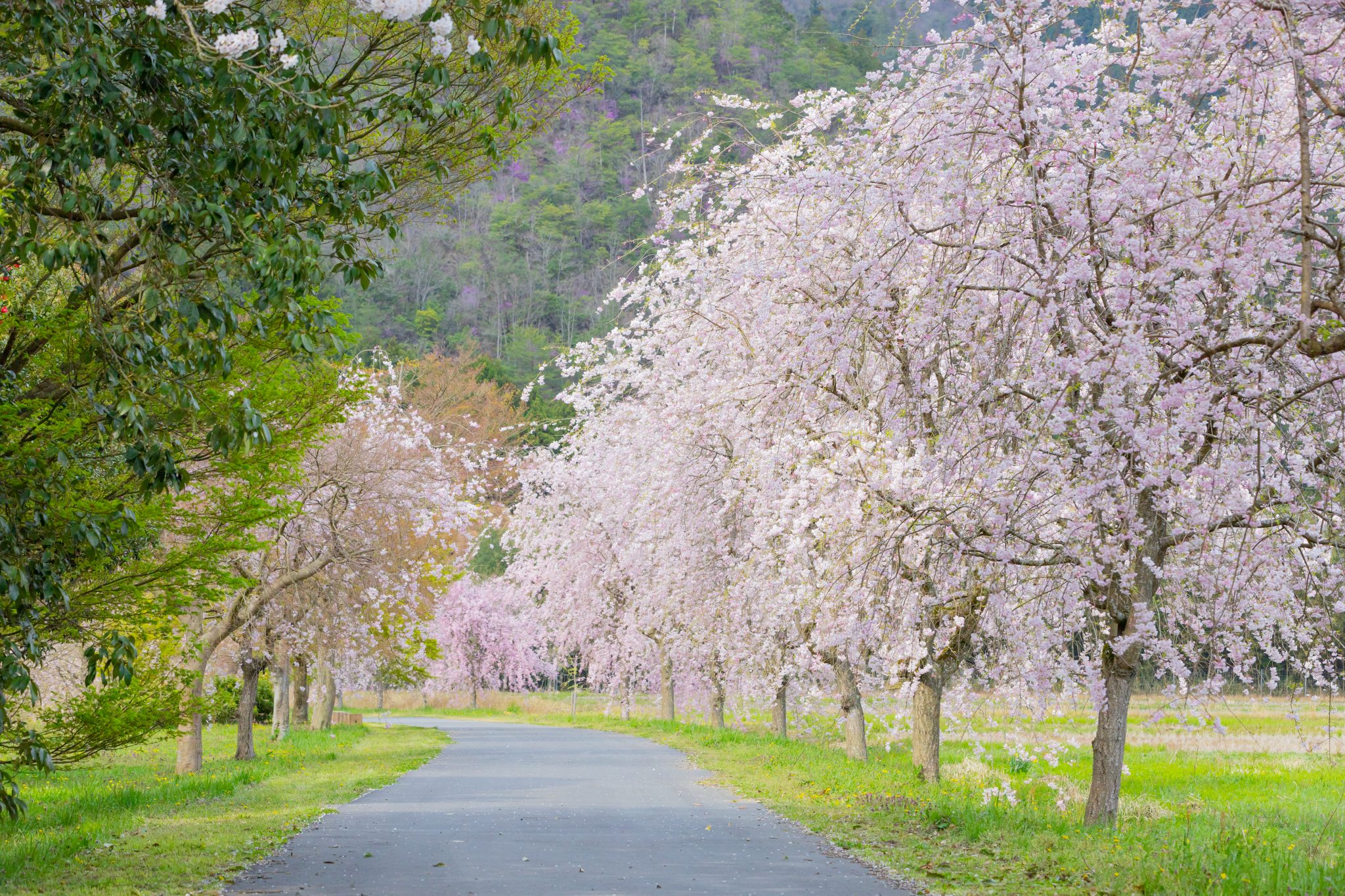 長谷運動公園の桜