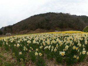 春到来! 満開の花がお出迎え!観光タクシーで行く楽々綾部里山の旅