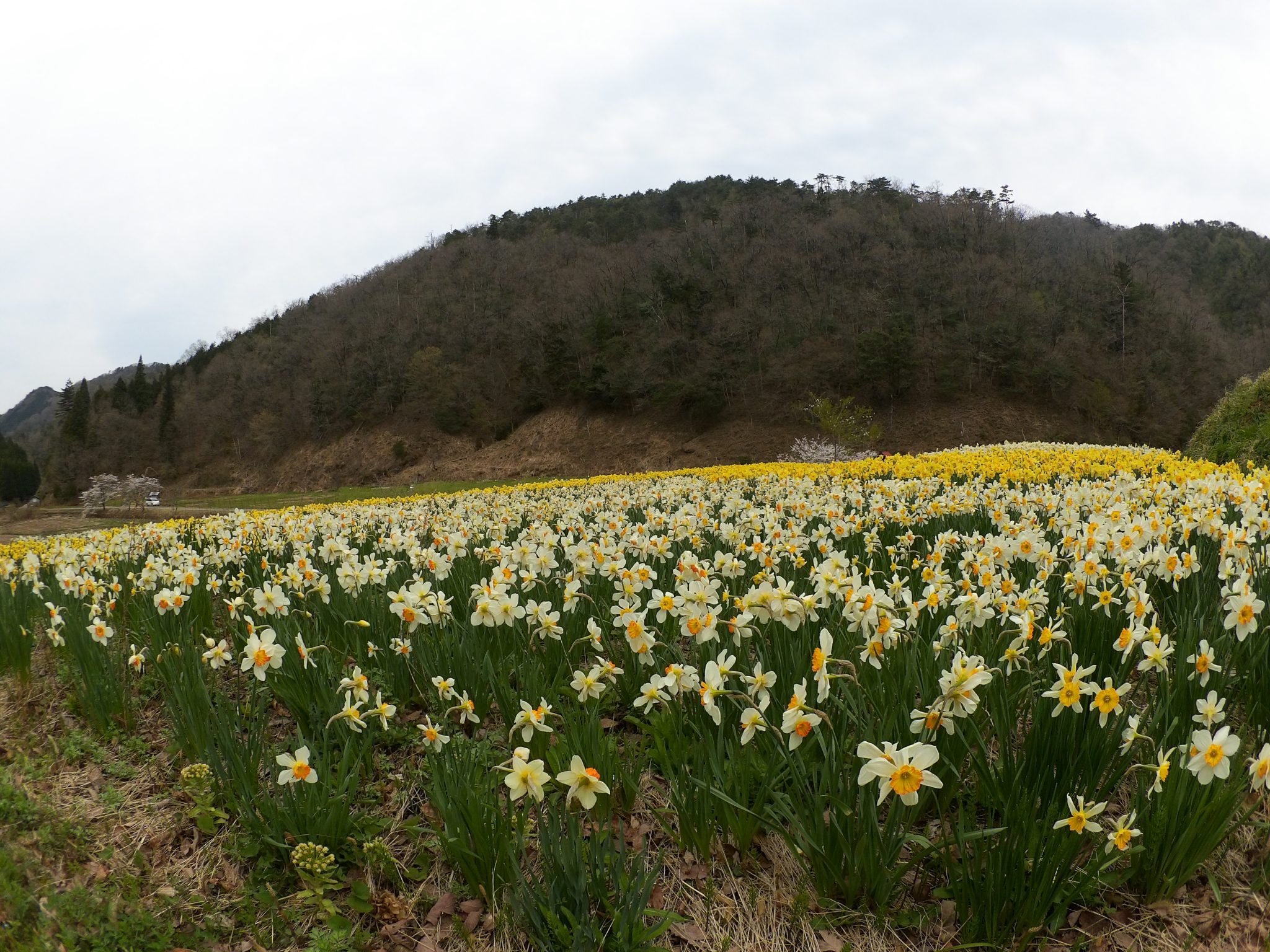 春到来! 満開の花がお出迎え!観光タクシーで行く楽々綾部里山の旅