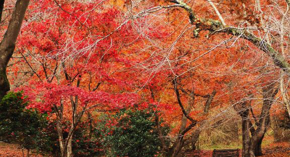 宝山公園の紅葉