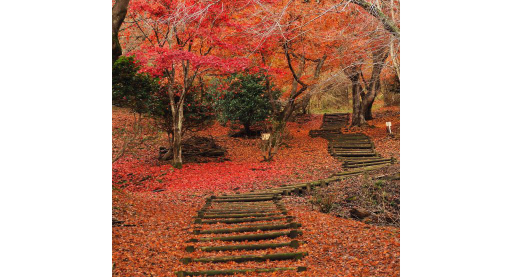 宝山公園の紅葉