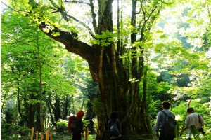 《「もうひとつの京都」を訪ねて》ネイチャーガイドと歩く 美山「芦生の森」