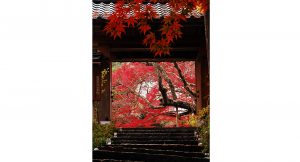 神藏寺の紅葉