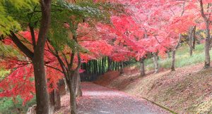 京都府立丹波自然運動公園の紅葉