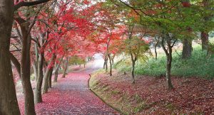 京都府立丹波自然運動公園の紅葉