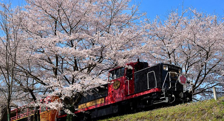 嵯峨野トロッコ「春のライトアップ＆イルミネーション列車」