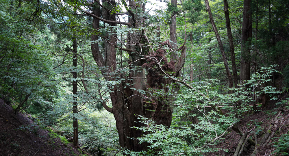 京都の森と自然を満喫する日帰りツアー 受付中