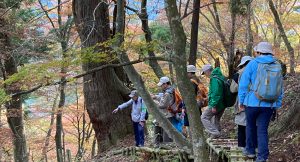 京都の森と自然を満喫する日帰りツアー 受付中