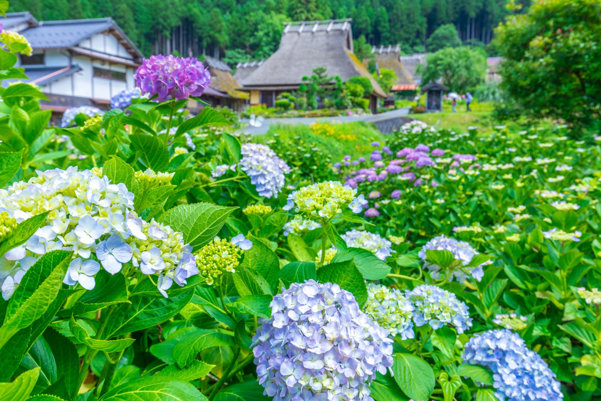 《京都駅発着》美山かやぶきの里散策＆森のおさんぽツアー