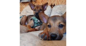 一般社団法人日本愛犬愛護協会